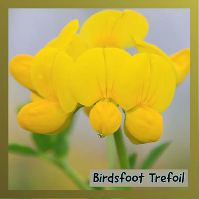 Bird's Foot Trefoil